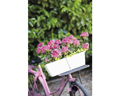 Fahrrad mit weißem Blumenkasten und rosa Geranien