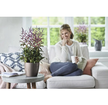 Wohnzimmer mit Tillandsien Pflanze in einem Topf auf einem Tisch