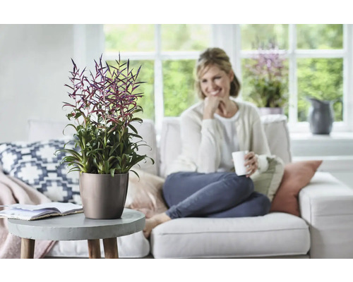 Wohnzimmer mit Tillandsien Pflanze in einem Topf auf einem Tisch