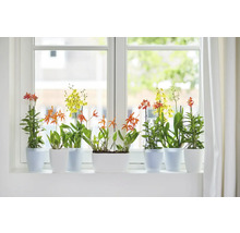 Fensterbank mit blühenden Zimmerpflanzen in Töpfen.