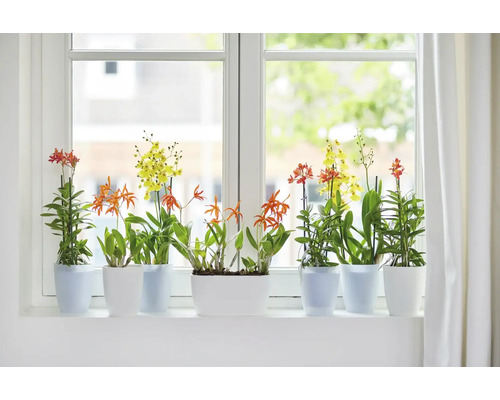 Fensterbank mit blühenden Zimmerpflanzen in Töpfen.