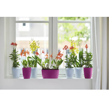 Verschiedene Orchideen in Blumentöpfen auf einer Fensterbank