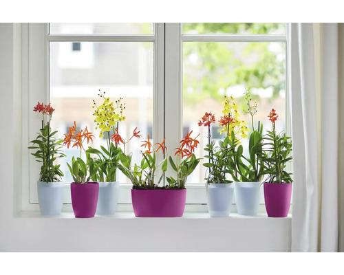 Verschiedene Orchideen in Blumentöpfen auf einer Fensterbank