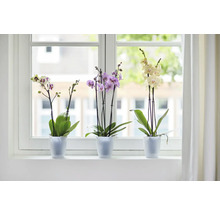 Drei Orchideen in Töpfen auf einer Fensterbank