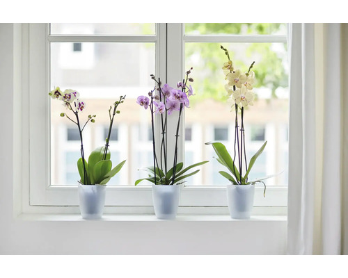 Drei Orchideen in Töpfen auf einer Fensterbank