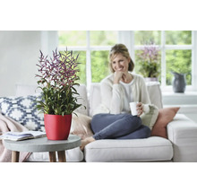 Bromelie in rotem Topf auf einem Tisch in einem Wohnzimmer