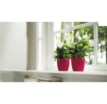 Zwei Einblatt Pflanzen in Blumentöpfen auf einer Fensterbank