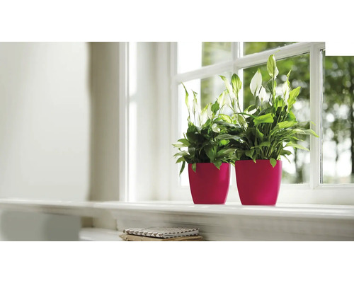 Zwei Einblatt Pflanzen in Blumentöpfen auf einer Fensterbank