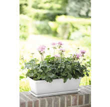 Blumenkasten mit Geranien auf einer Mauer