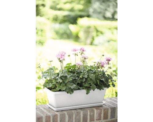 Blumenkasten mit Geranien auf einer Mauer