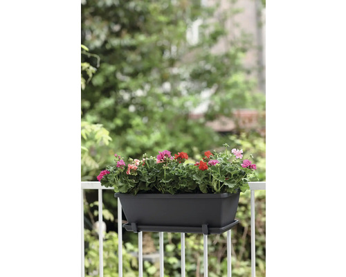 Balkonkasten mit bunten Geranien auf einem Balkongeländer