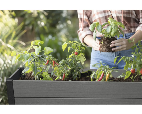 Frau pflanzt Basilikum in ein Hochbeet mit bereits vorhandenen Chili-Pflanzen.