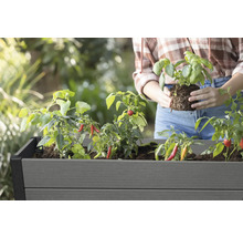 Frau pflanzt Basilikum in ein Hochbeet mit Paprikapflanzen