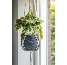 Hängepflanze in geflochtenem Übertopf