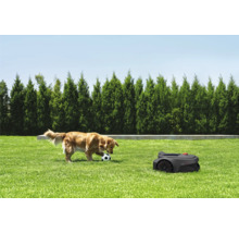 Rasenroboter auf einer Rasenfläche mit einem spielenden Hund und einem Ball