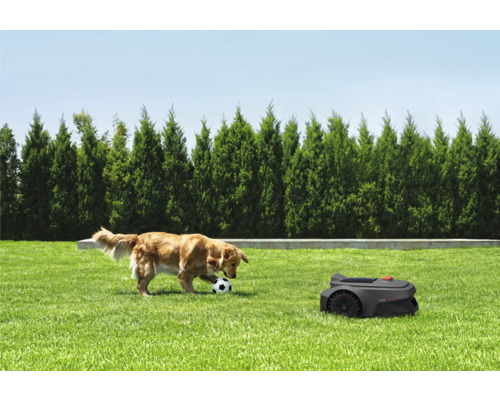 Rasenroboter auf einer Rasenfläche mit einem spielenden Hund und einem Ball