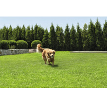 Gepflegter Rasen mit einem Hund, der einen Ball trägt, umgeben von einer Steinmauer, geschnittenen Büschen und hoch aufragenden Bäumen.