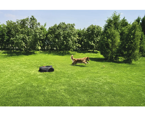 Rasenfläche mit Rasenmähroboter und spielendem Hund