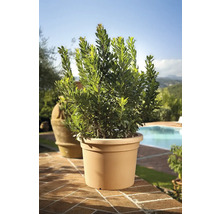 Lorbeerbaum im Topf für den Außenbereich