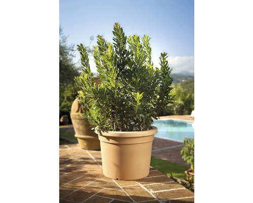 Lorbeerbaum im Topf für den Außenbereich