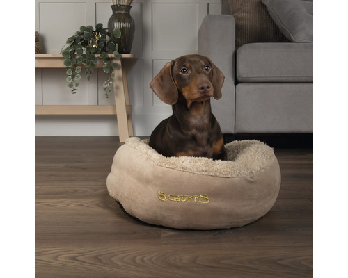 Dackel sitzt in einem Hundebett der Marke Scruffs