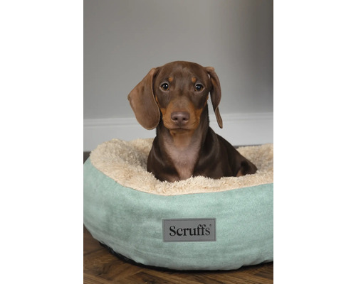 Dackel in einem Hundebett mit Scruffs Logo