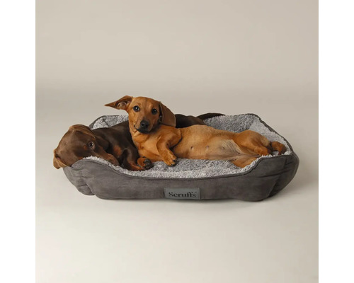 Zwei Dackel ruhen in einem grauen Hundebett mit weicher, flauschiger Innenseite.