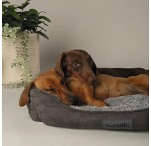 Zwei Dackel ruhen in einem grauen Hundebett mit Scruffs Logo.