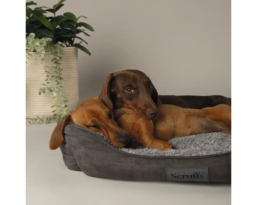 Zwei Dackel ruhen in einem grauen Hundebett mit Scruffs Logo.