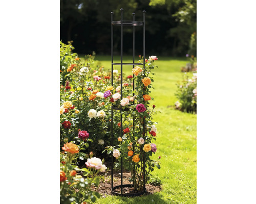 Rosenobelisk aus Metall im Garten mit Rosenpflanzen