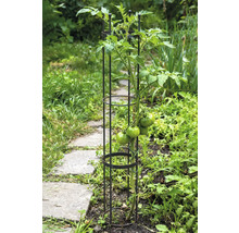 Tomatenpflanze mit Rankhilfe im Gartenbeet