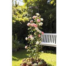 Kletterhilfe aus Metall mit Rosen und Sukkulenten im Garten