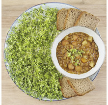 Teller mit Linseneintopf, Sprossen und Brot