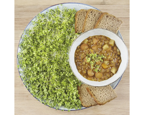 Teller mit Linseneintopf, Sprossen und Brot