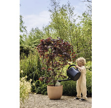 Kind gießt Ahornbaum im Pflanzgefäß im Garten