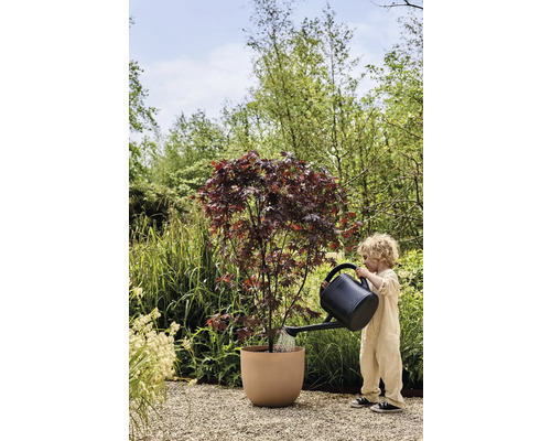 Kind gießt Ahornbaum im Pflanzgefäß im Garten