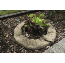 Pflanzring aus Pflanzenfasern mit Salatpflanze im Gartenbeet