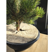 Kiefer Bonsai im Topf mit Abdeckung