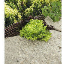 Kopfsalat und Pflücksalat auf einem Steinsockel