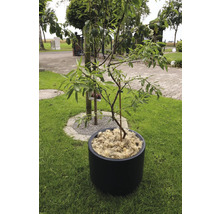 Baum im Topf auf Rasen im Garten