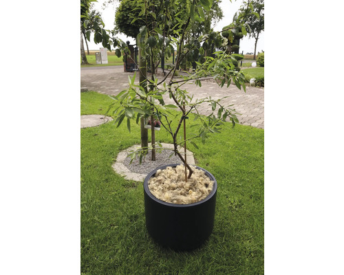 Baum im Topf auf Rasen im Garten