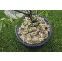 Baum in einem Topf mit Schafwolle bedeckt