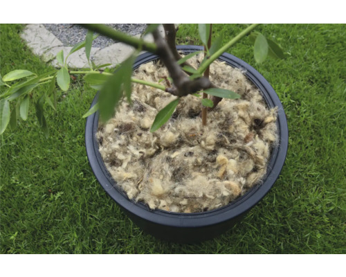 Baum in einem Topf mit Schafwolle bedeckt