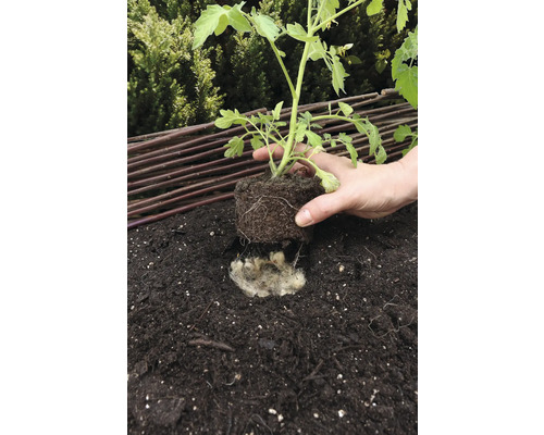 Einpflanzen einer Tomatenpflanze in Erde mit Schafwolle