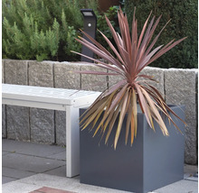 Dekorative Pflanze in einem quadratischen Pflanzgefäß im Garten, neben einer weißen Bank