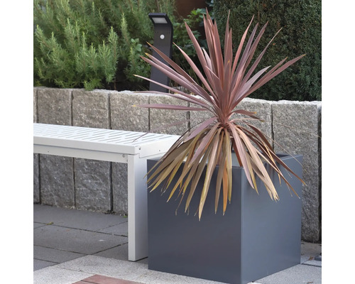 Dekorative Pflanze in einem quadratischen Pflanzgefäß im Garten, neben einer weißen Bank