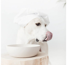 Ein Hund mit Kochmütze und leerer Schüssel leckt sich die Schnauze.