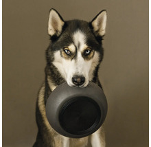 Husky trägt Hundenapf