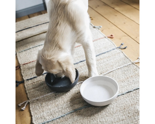 Hund trinkt aus einem Napf neben einem Wassernapf auf einem Teppich.