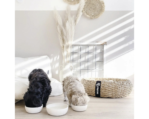 Zwei Hunde fressen aus weißen Futternäpfen in einem hellen Wohnraum mit dekorativen Elementen.